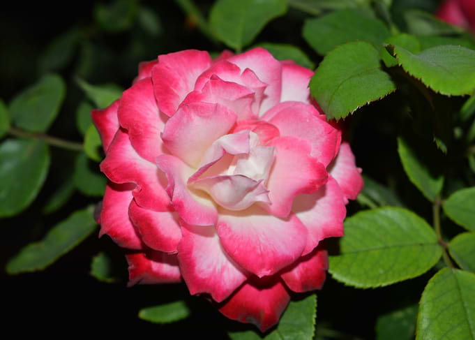 International Flower Show 2016 Karachi