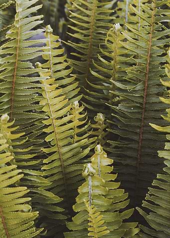 Fern II