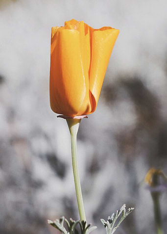 Poppy