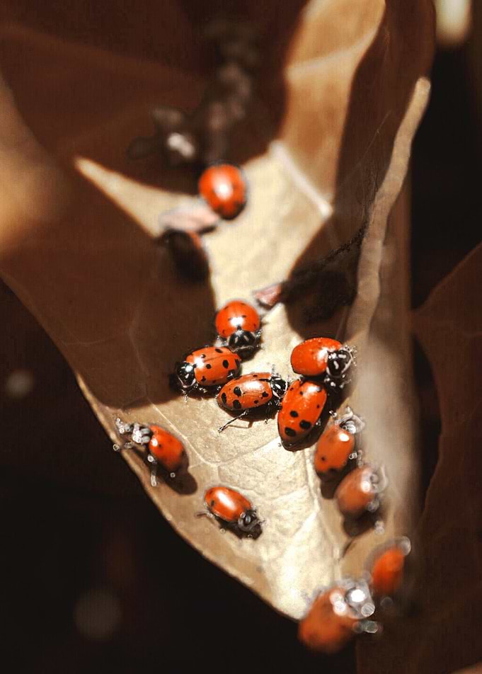 Company in Red