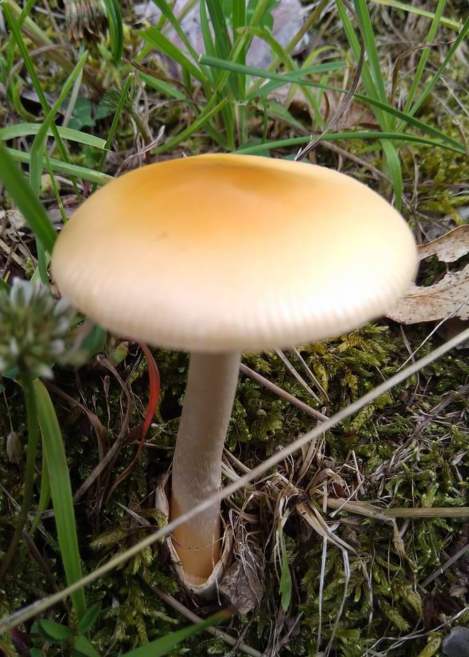 Mushroom