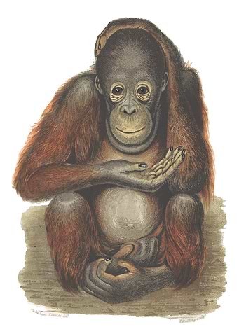 Orangutan