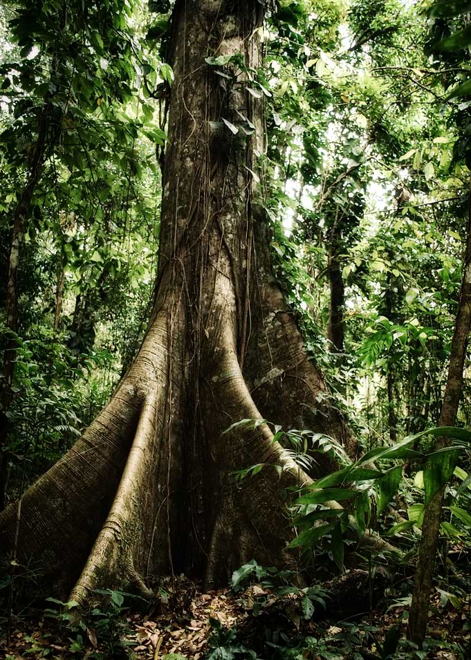 Ceiba Tree