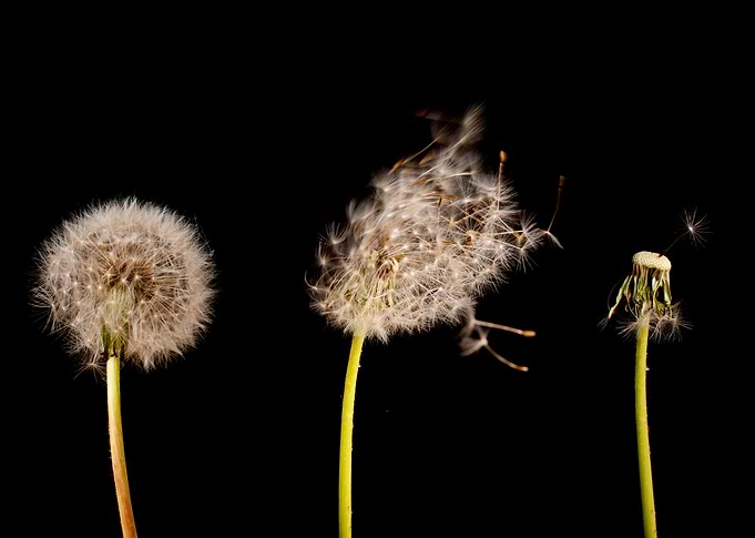 Dandelions