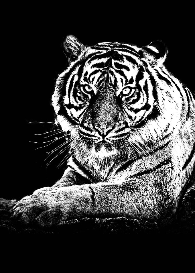 Tgier water color black and white