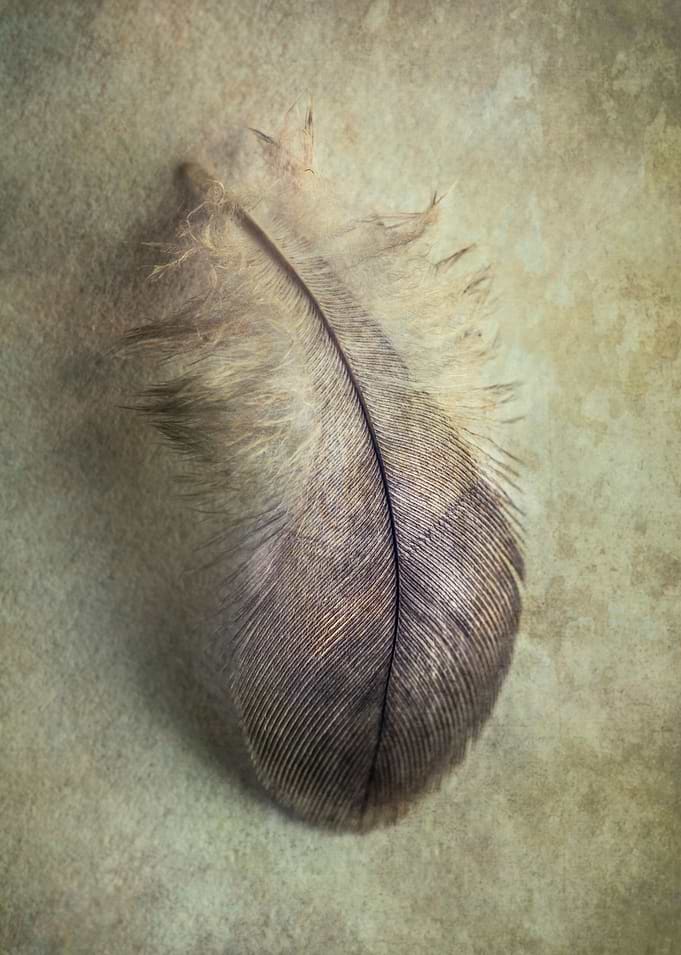 Small gray feather