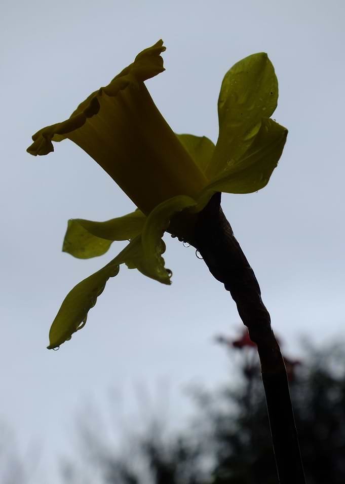 Dance Of The Daffodil
