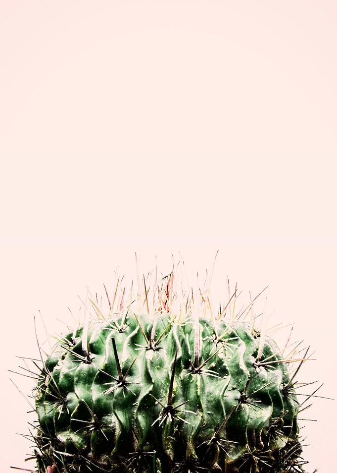 Cactus and Pink
