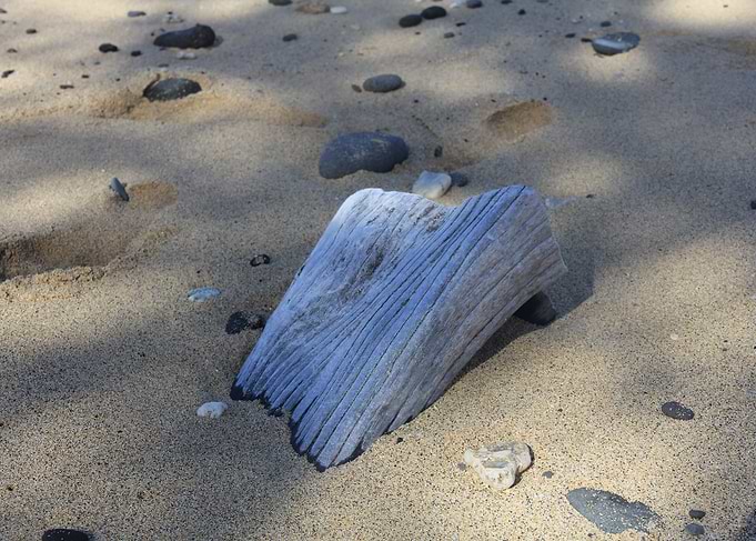 Washed up Wood on Beach