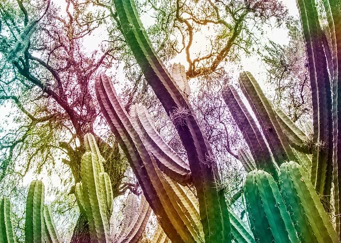 Rainbow cactus