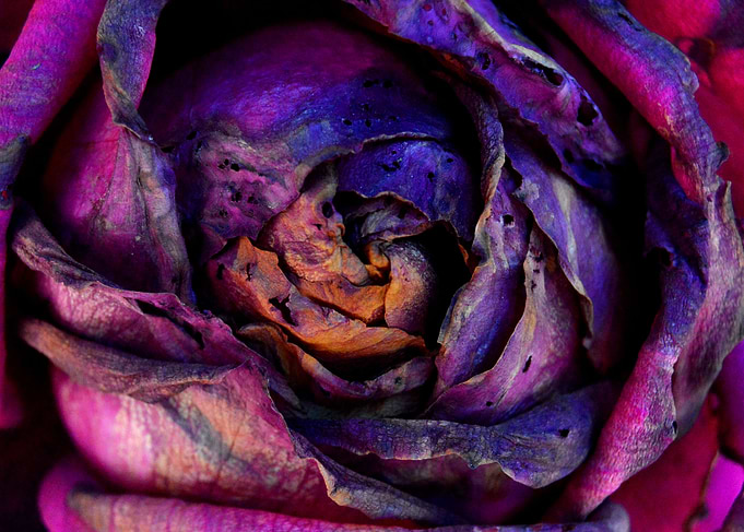 Old Flower