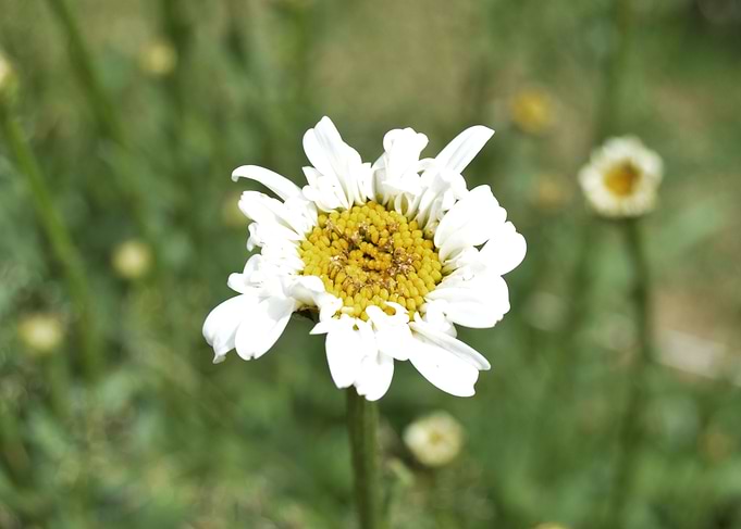 White flower