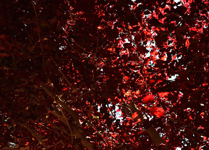 Red leaves
