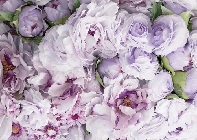 Purple Flowers