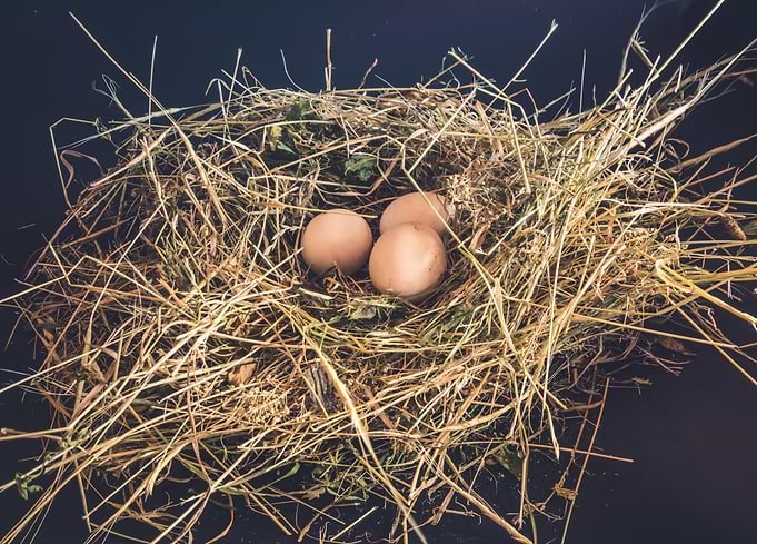 Domestic eggs in the nest of dry grass
