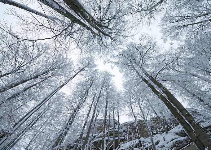 Looking Up