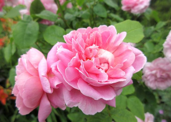 Pink Passion