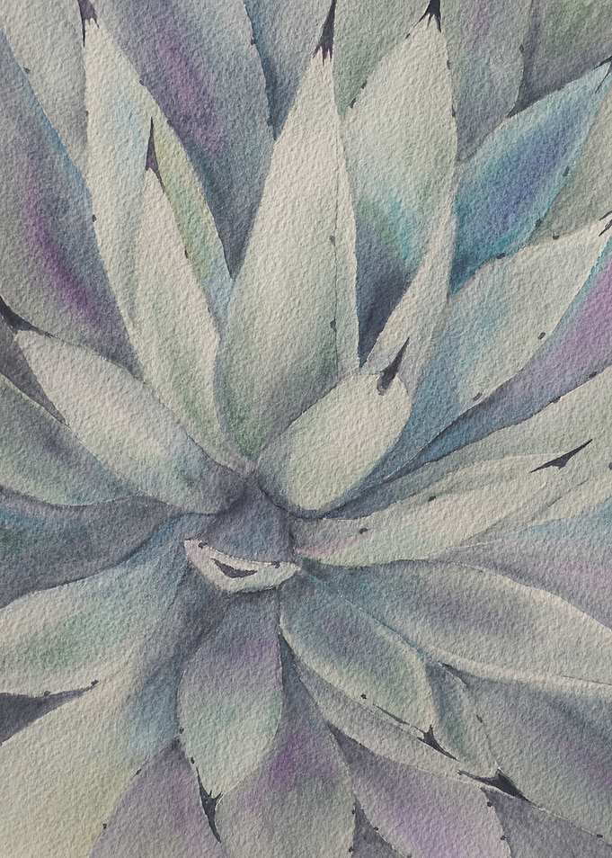 Magical Star Cactus