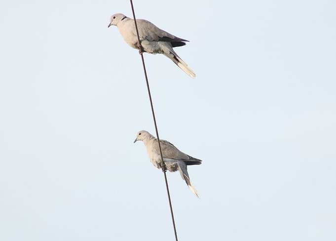 Birds