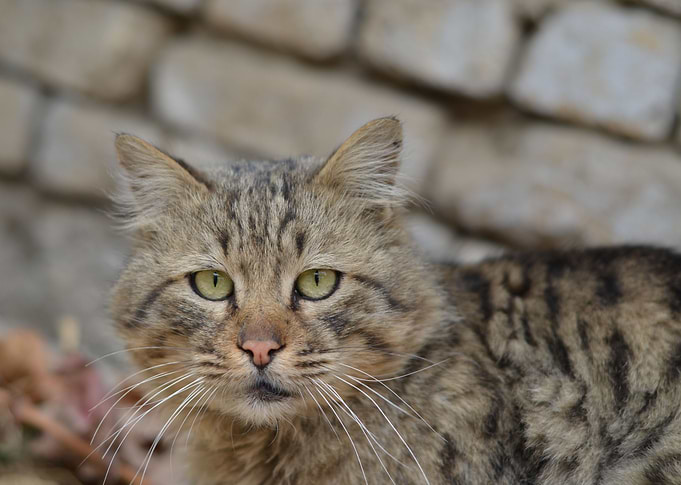its feel great when we photographs animals