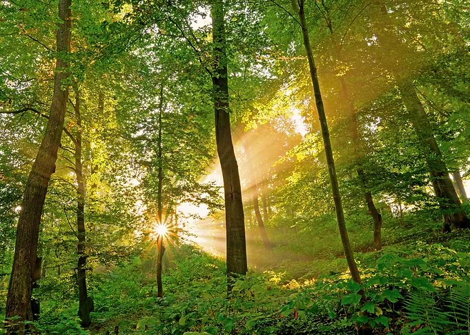 Sunlight