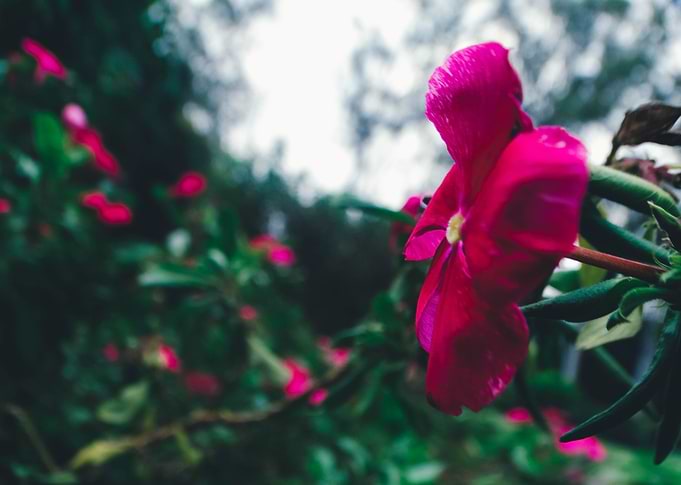 Poesia em flor