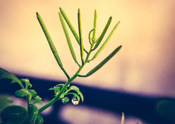 Detalhes