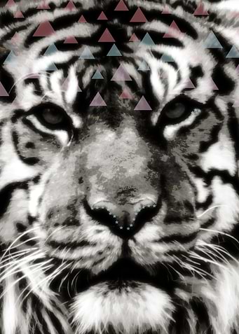 Tiger Tiger