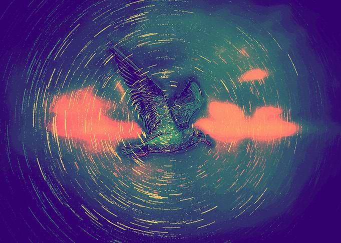 Bird