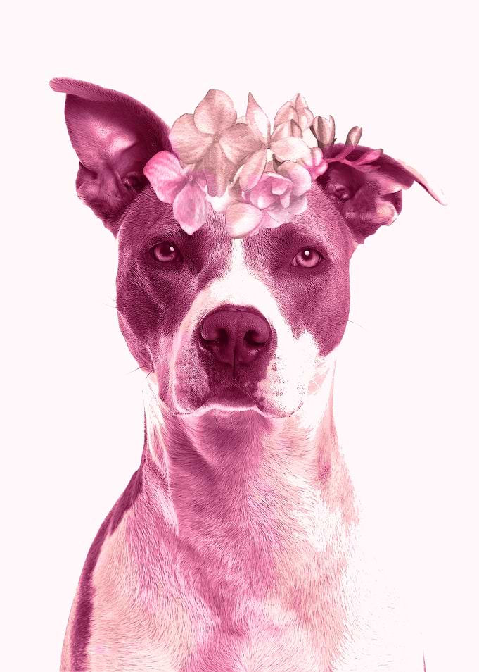 Lola
