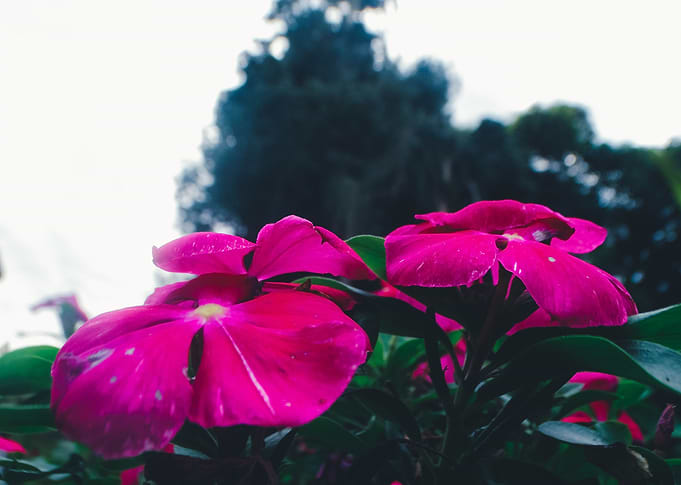 Meu jardim particular