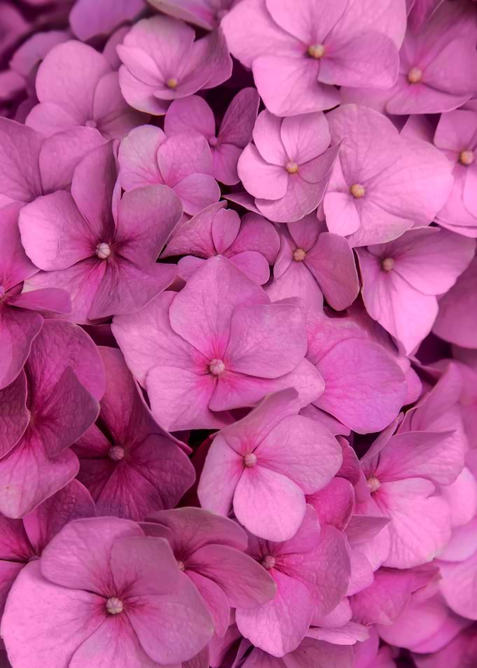 Pink hydrangea