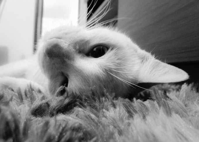 Catlove
