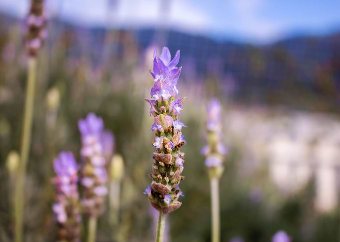 Lavenders in Cameron Highlands