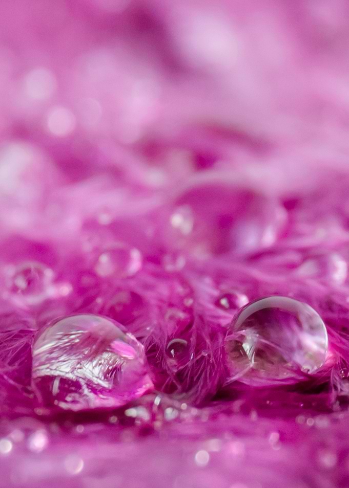 Drops in feathers