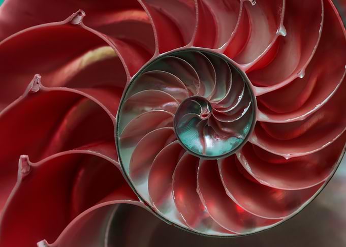 Red ammonite closeup