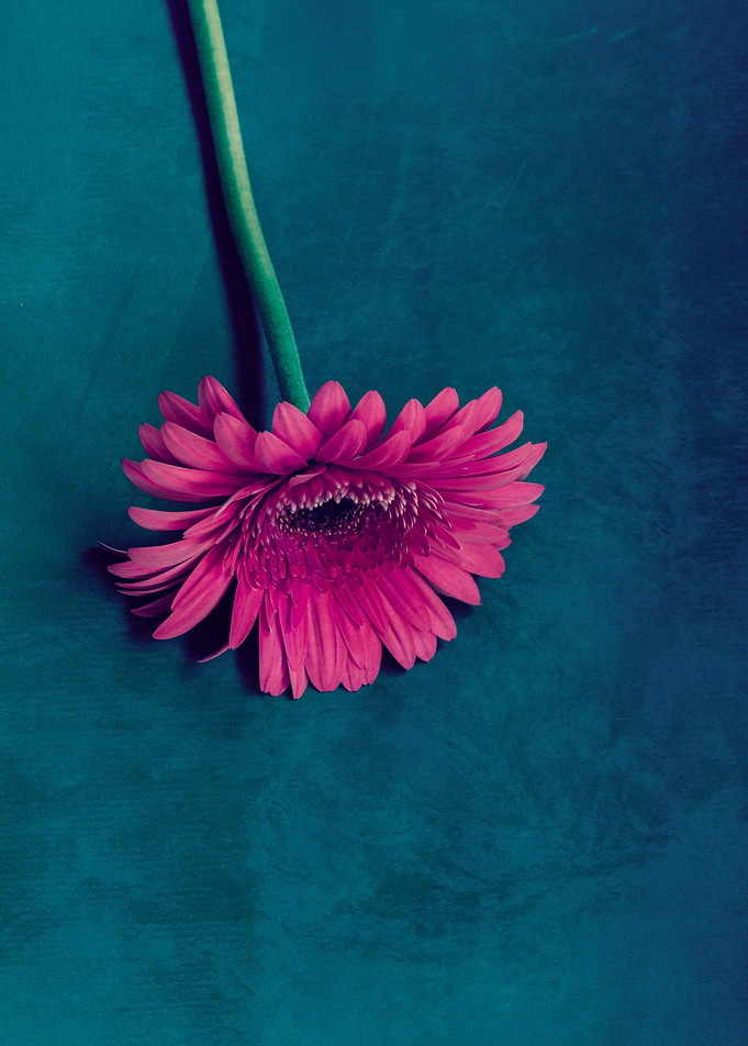 Gerbera for love