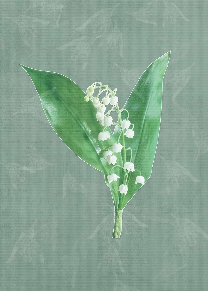 Lily of the Valley