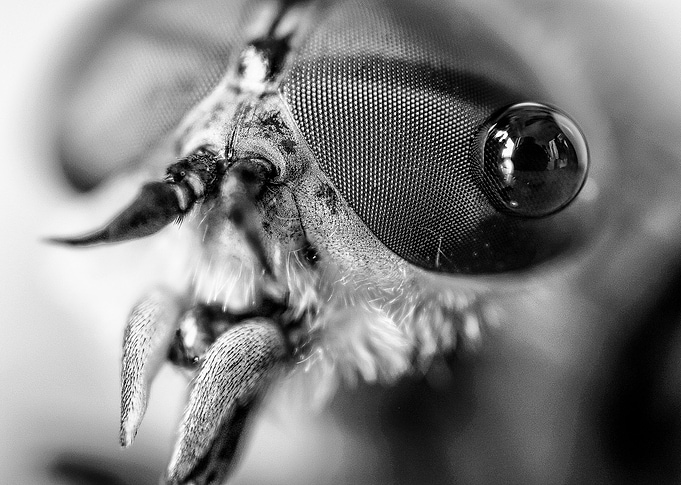 Flies Macro