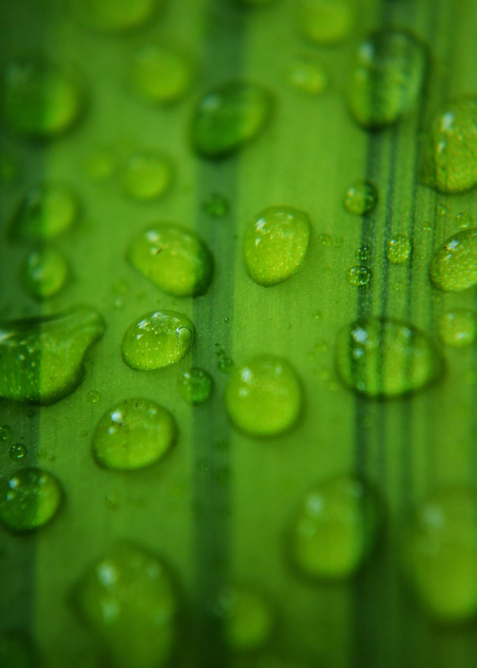 Vibrant Green