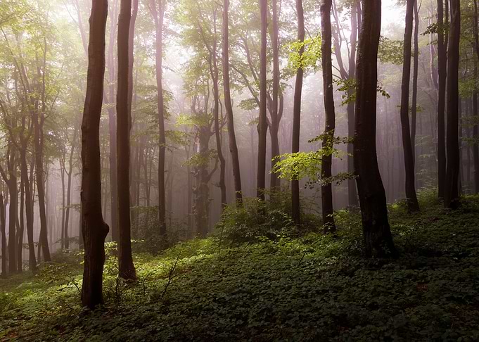 Deep in the woods