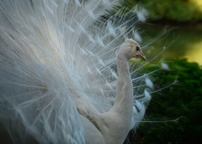 Majestic