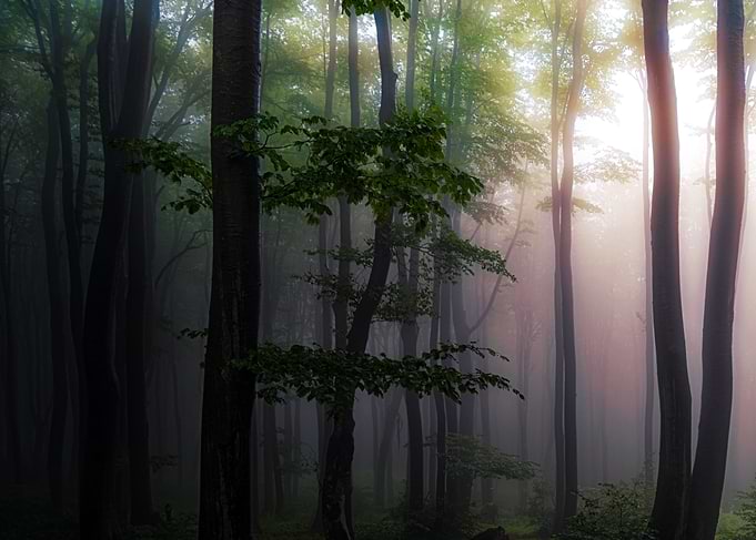 Light