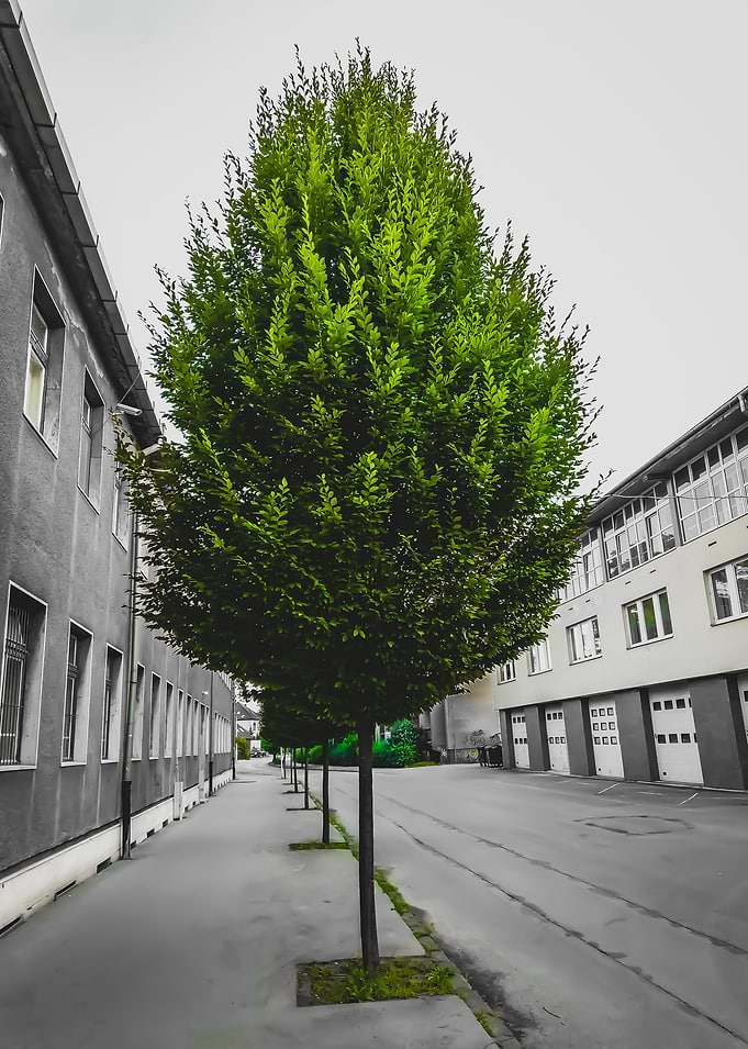 Black And Green