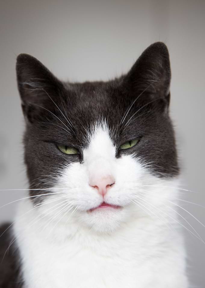 Badcat