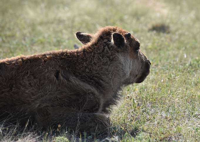 New Calf