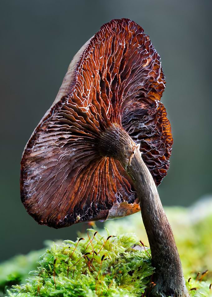 Natures Umbrella