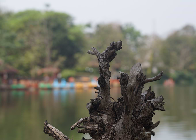 THE BROKEN WOODS