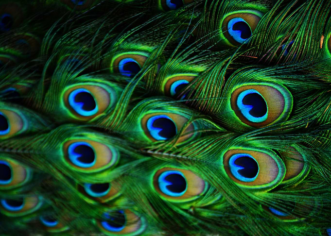 Tail Feathers
