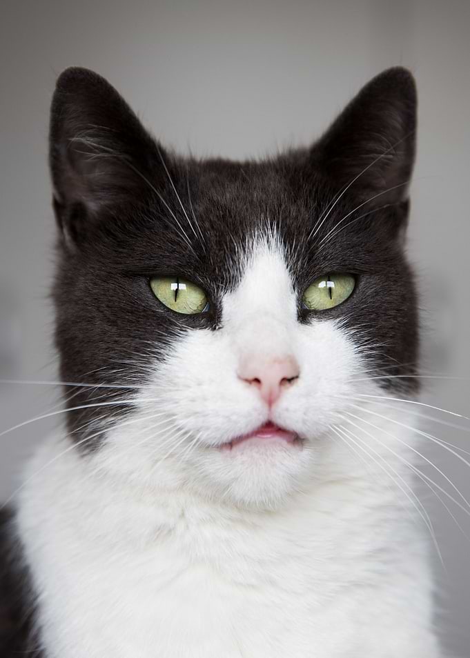 Wondering Cat
